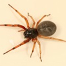 Spider Identification Chart Arkansas