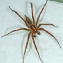 Spider Identification Chart Arkansas