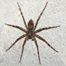 Dark Fishing Spider - Female