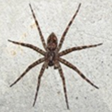 Spider Identification Chart Arkansas