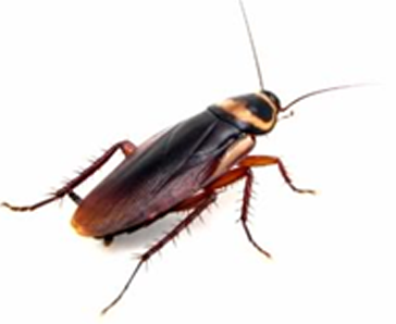Brown-banded Cockroach