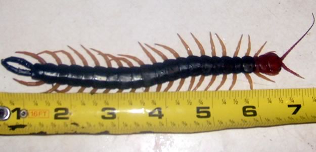 Redheaded Centipede