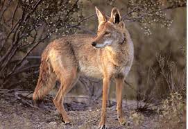 Coyote alert