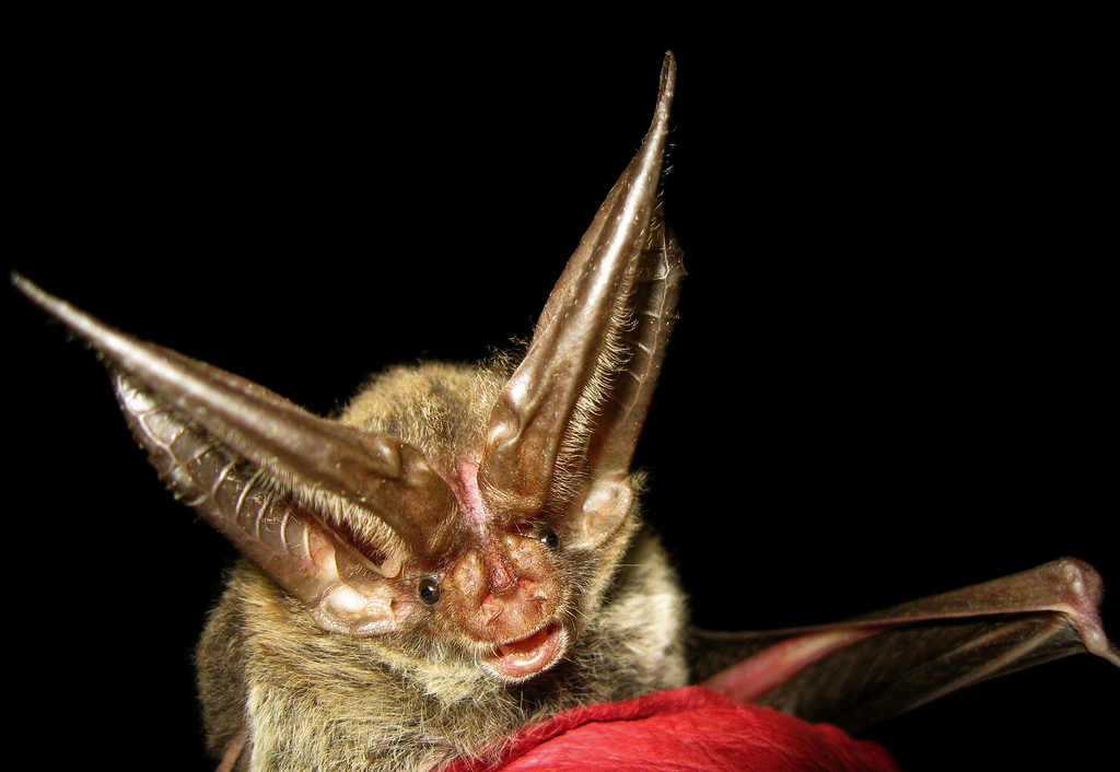 Rafinesque’s Big-Eared Bat