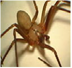 Brown Recluse - Male