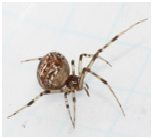 Common House Spider - Female