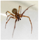 Common House Spider - Male