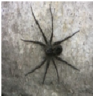 Dark Fishing Spider - Male