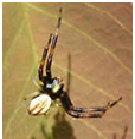 Goldenrod Crab Spider - Male