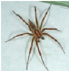 Grass Spider - Male
