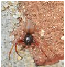 Broad-faced Sac Spider - Male