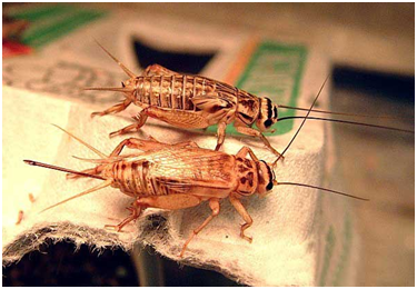 house crickets