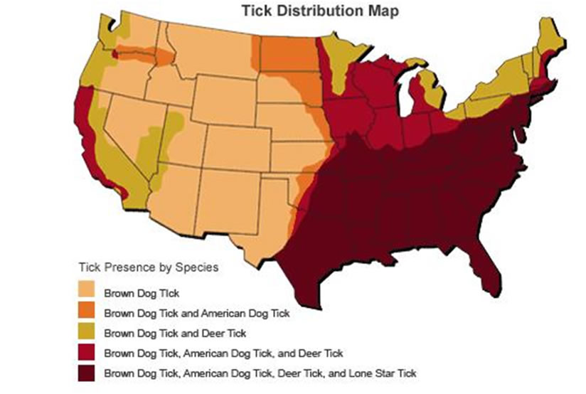 Ticks Central Termite and Pest in Arkansas