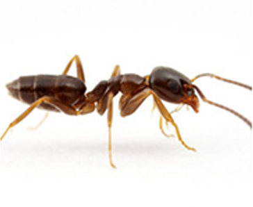Order Ant
