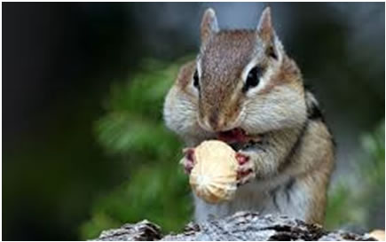 Chipmunk eating
