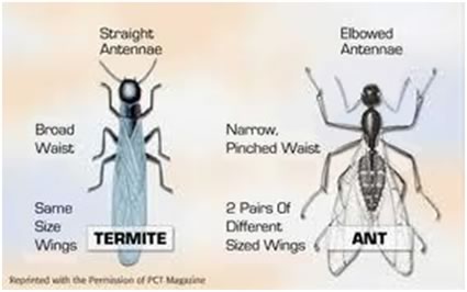 Termite 101 | Central Termite and Pest in Arkansas